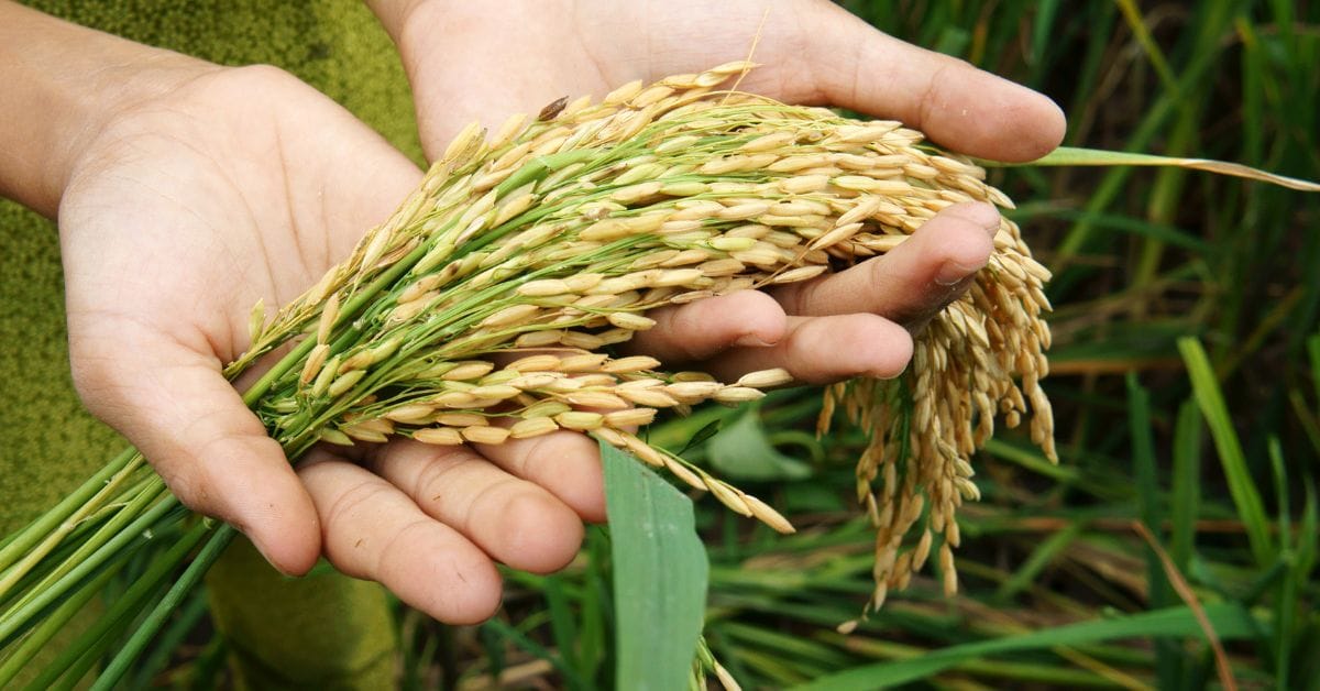 produit agroalimentaire